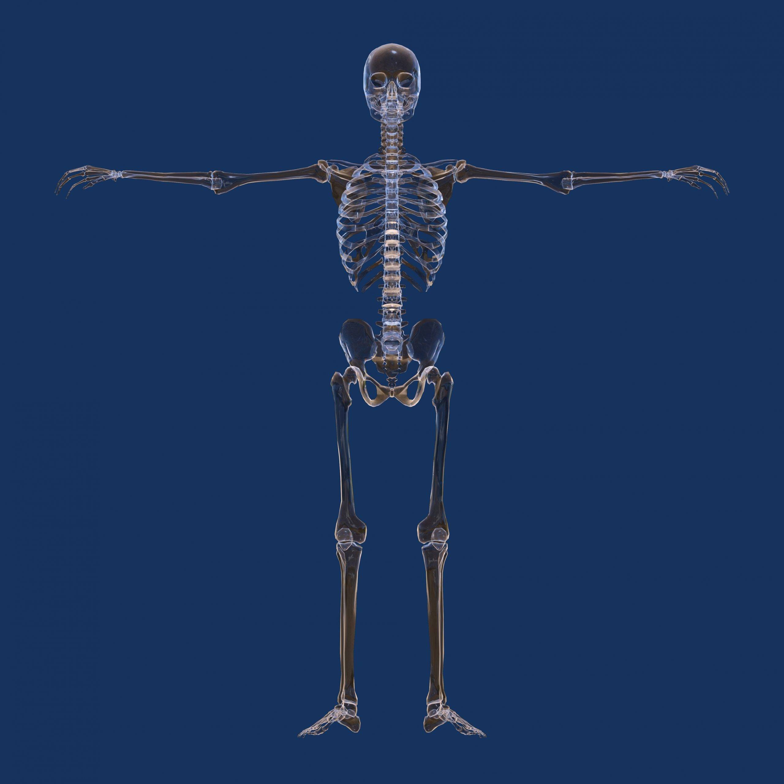 Skeleton